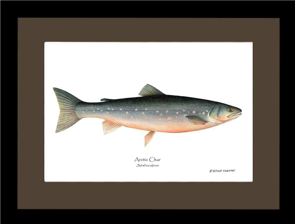 Fish Print: Char, Arctic Salvelinus alpinus | Wall Art Fish Print