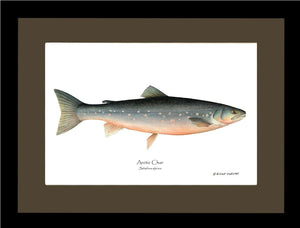 Fish Print: Char, Arctic Salvelinus alpinus