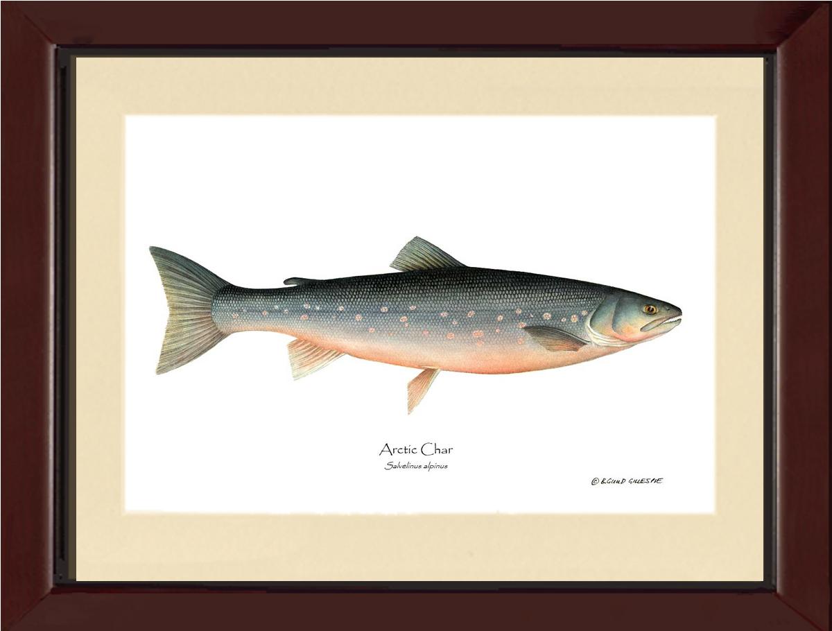 Fish Print: Char, Arctic Salvelinus alpinus | Wall Art Fish Print