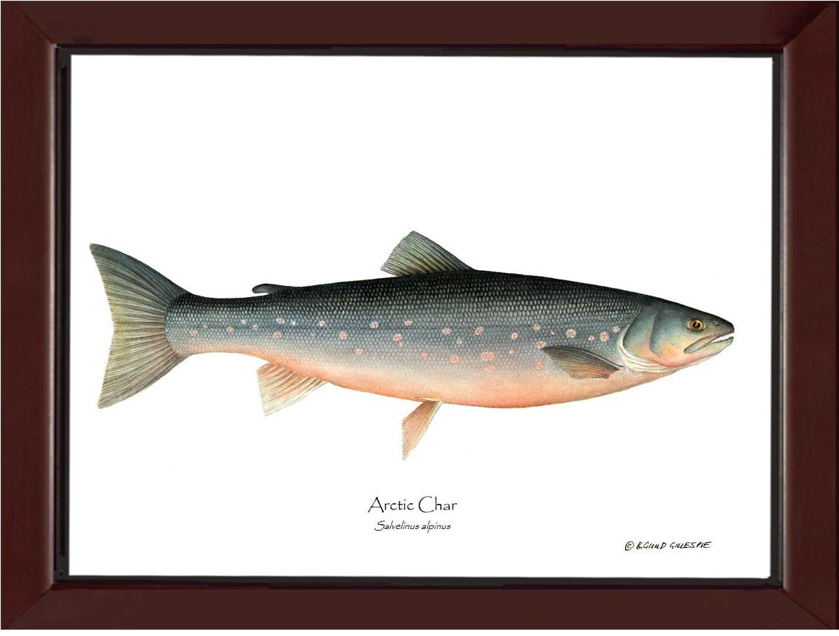 Fish Print: Char, Arctic Salvelinus alpinus | Wall Art Fish Print