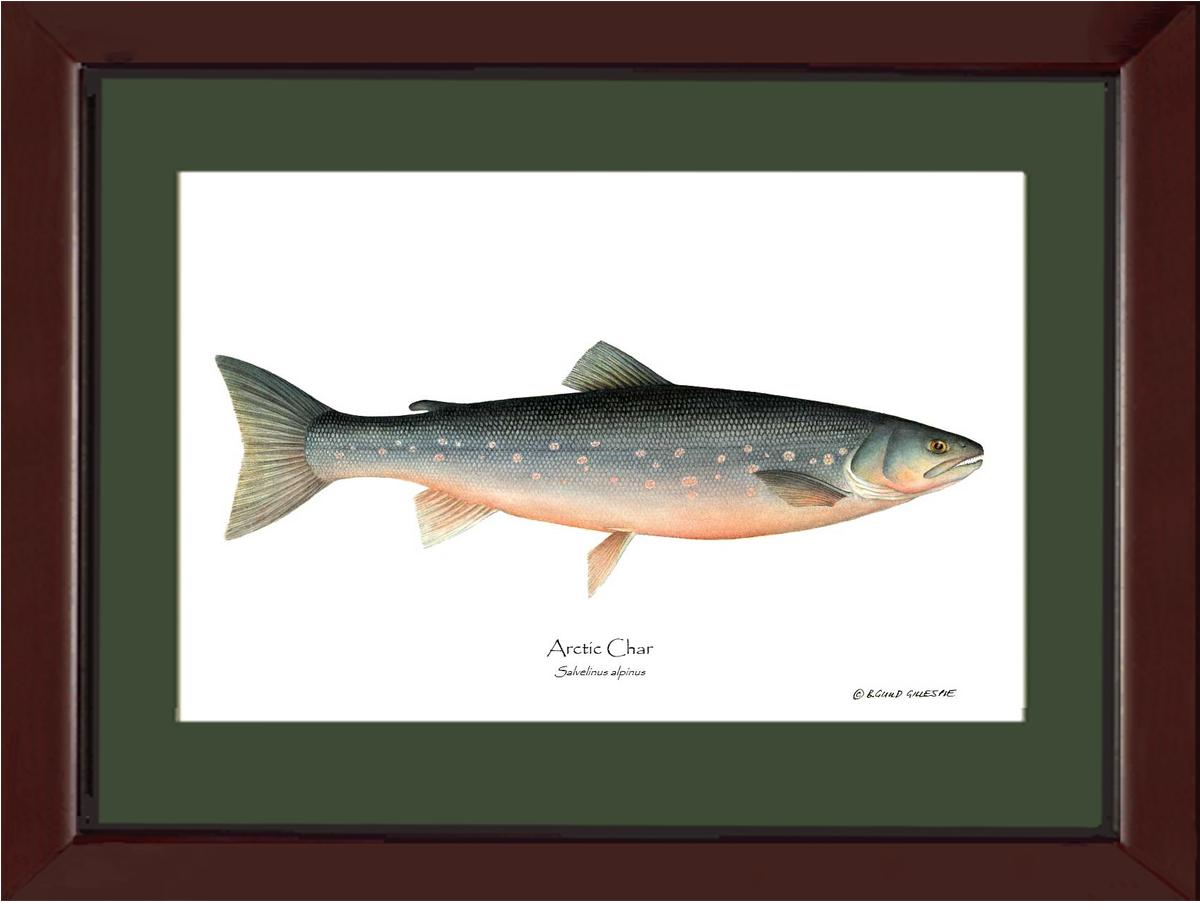 Fish Print: Char, Arctic Salvelinus alpinus | Wall Art Fish Print