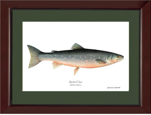 Fish Print: Char, Arctic Salvelinus alpinus