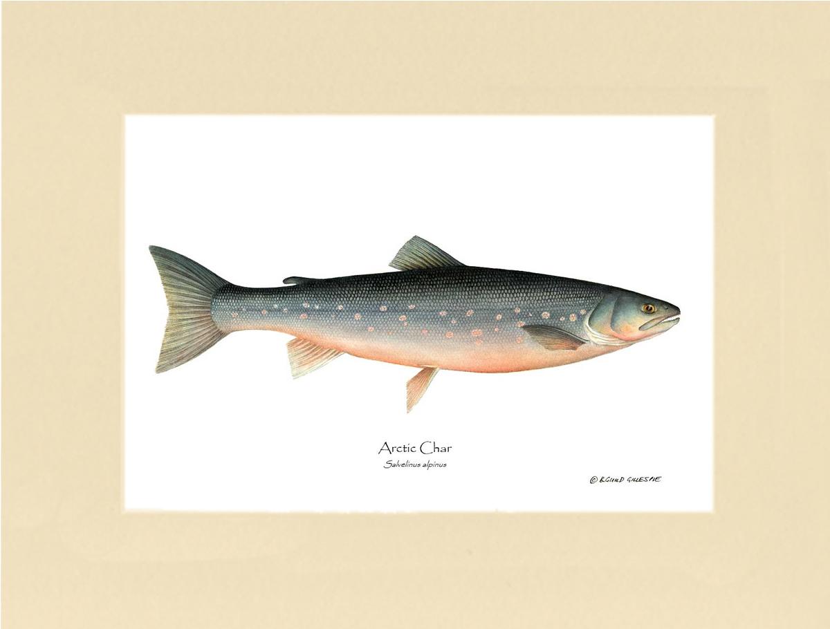 Fish Print: Char, Arctic Salvelinus alpinus | Wall Art Fish Print