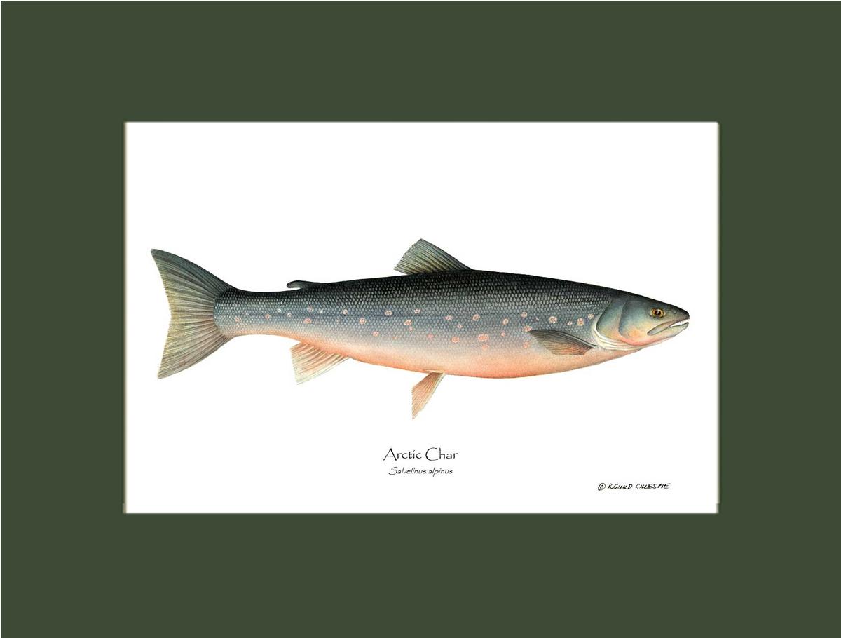 Fish Print: Char, Arctic Salvelinus alpinus | Wall Art Fish Print