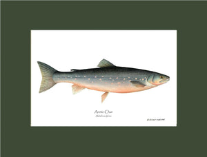 Fish Print: Char, Arctic Salvelinus alpinus