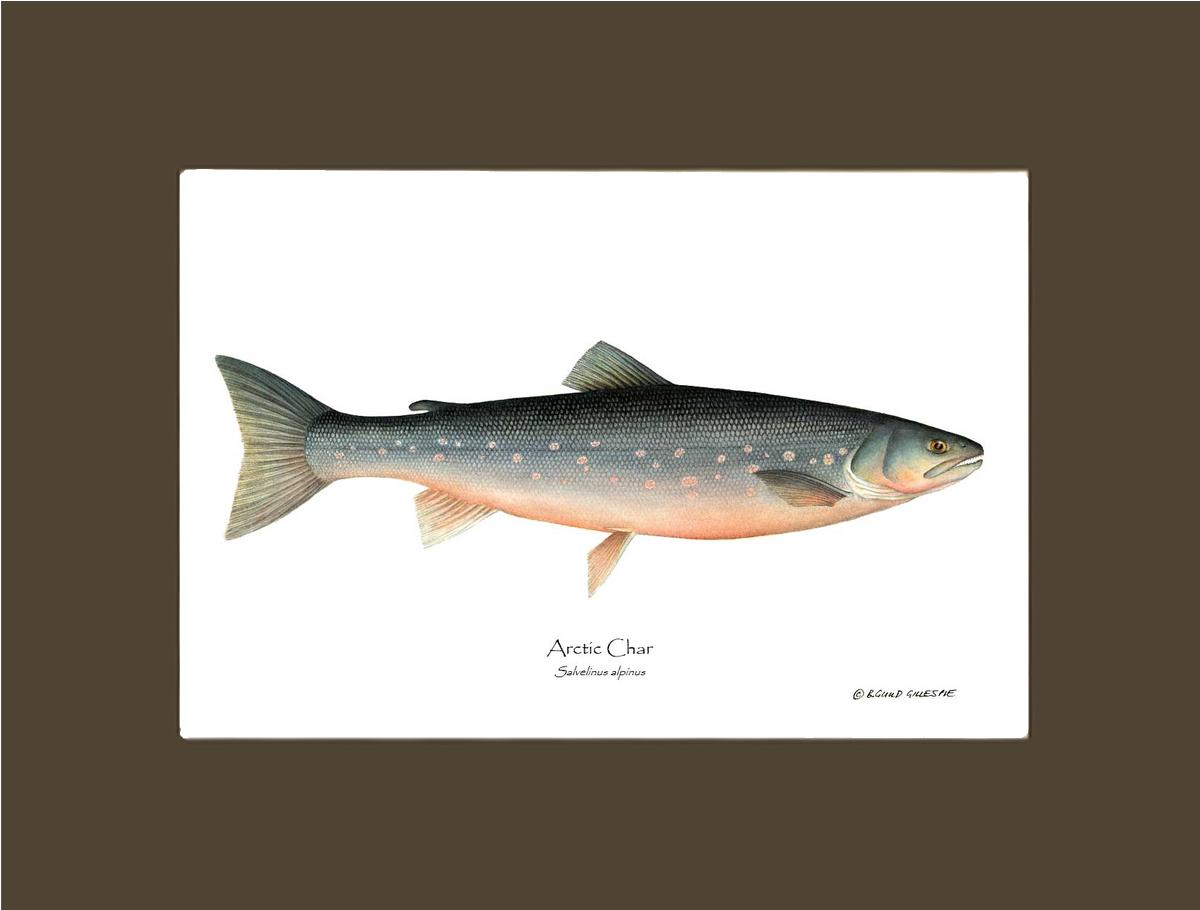 Fish Print: Char, Arctic Salvelinus alpinus | Wall Art Fish Print
