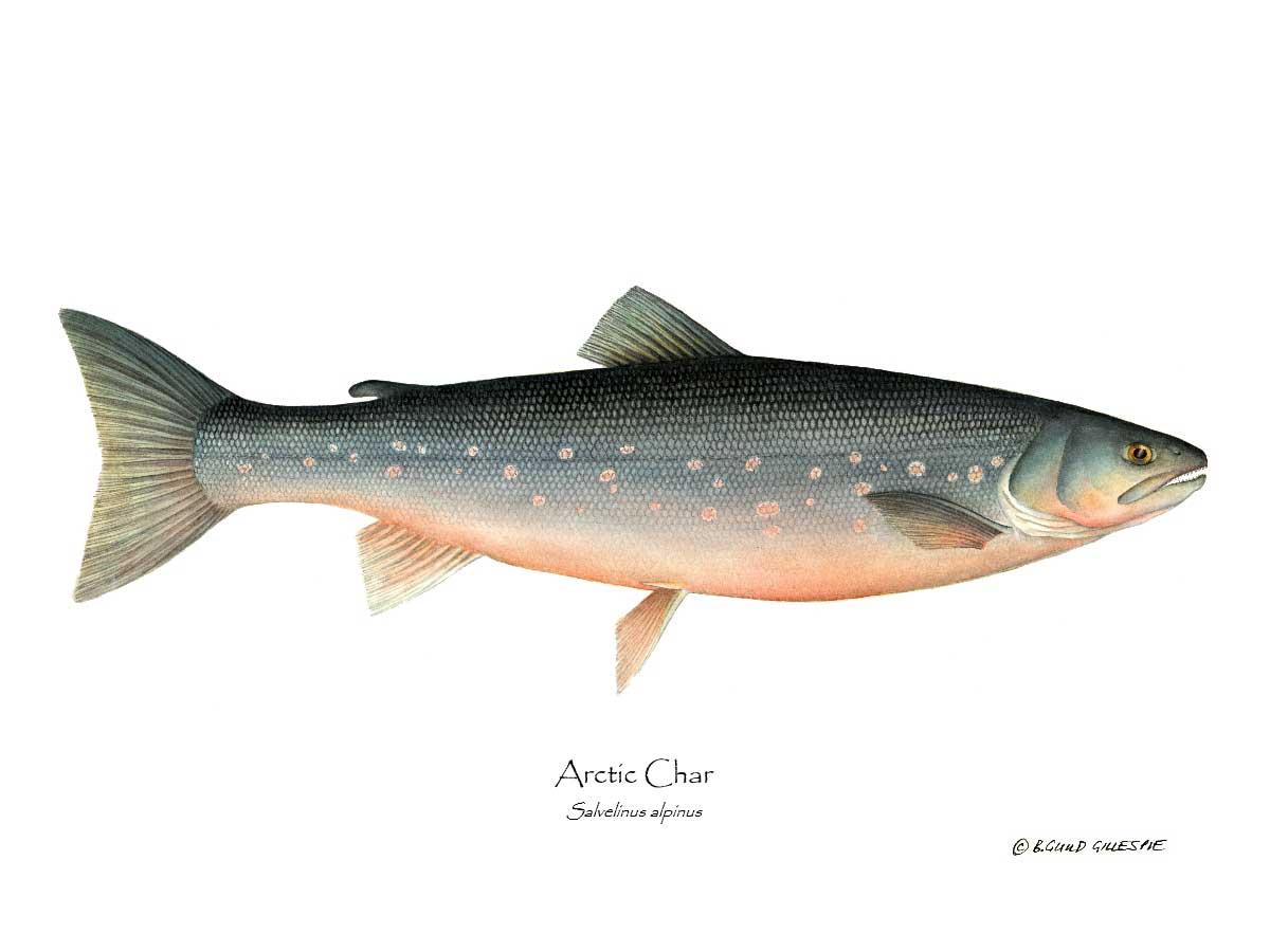 Fish Print: Char, Arctic Salvelinus alpinus | Wall Art Fish Print