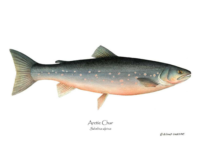 Fish Print: Char, Arctic Salvelinus alpinus