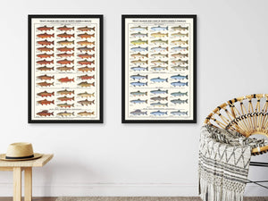 Trout, Salmon and Char ID Poster - Males - Charting Nature