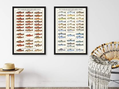 Trout, Salmon Male & Female Identification Chart Set - 12"x18"
