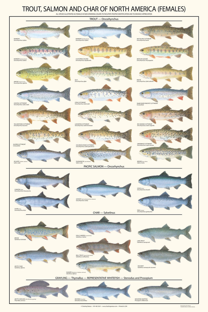Fish Posters and Identification Charts Freshwater Saltwater Guides