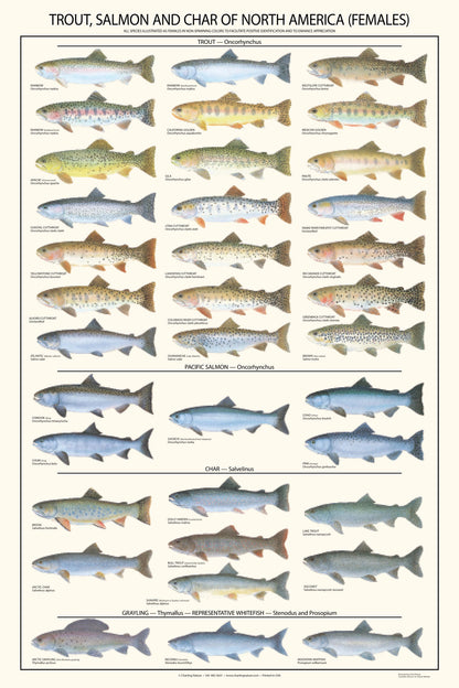 Trout, Salmon Male & Female Identification Chart Set - 12"x18"