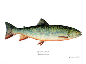Fish Print: Brook Trout Salvelinus fontinalis