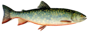 Brook Trout Image - Charting Nature