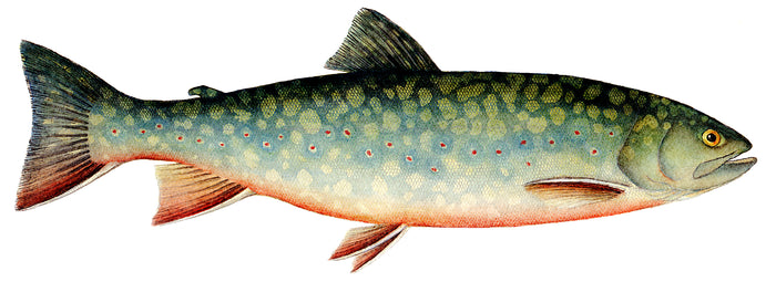 Brook Trout Image