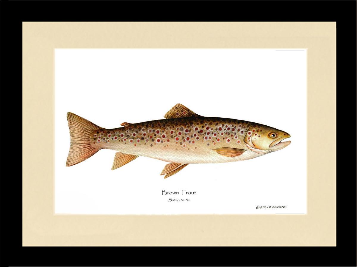 Brown Trout Salmo trutta | Wall Art Fish Print | Wall Art Fish Print