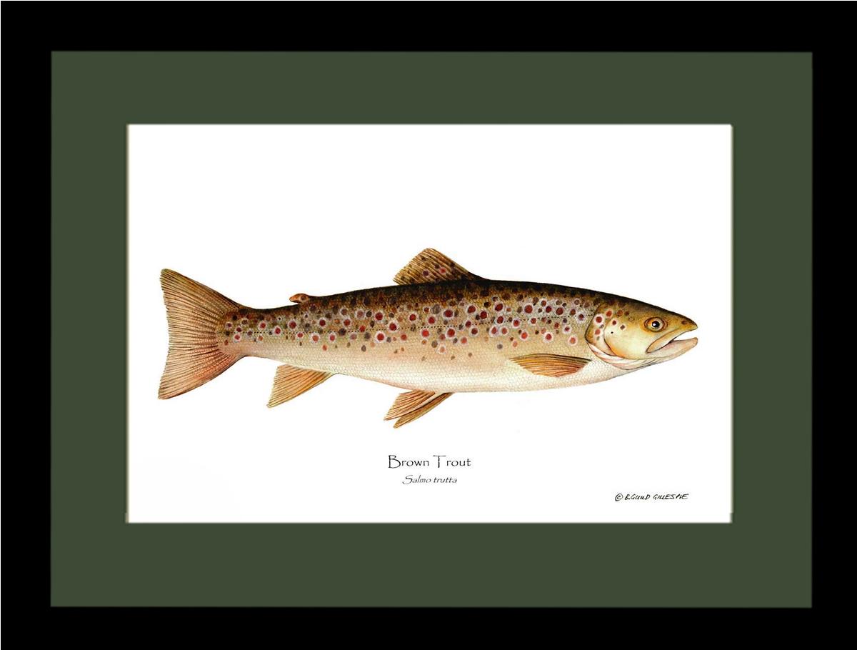 Brown Trout Salmo trutta | Wall Art Fish Print | Wall Art Fish Print