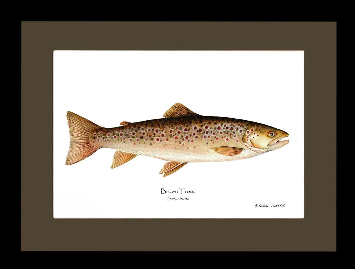 Brown Trout Salmo trutta | Wall Art Fish Print | Wall Art Fish Print