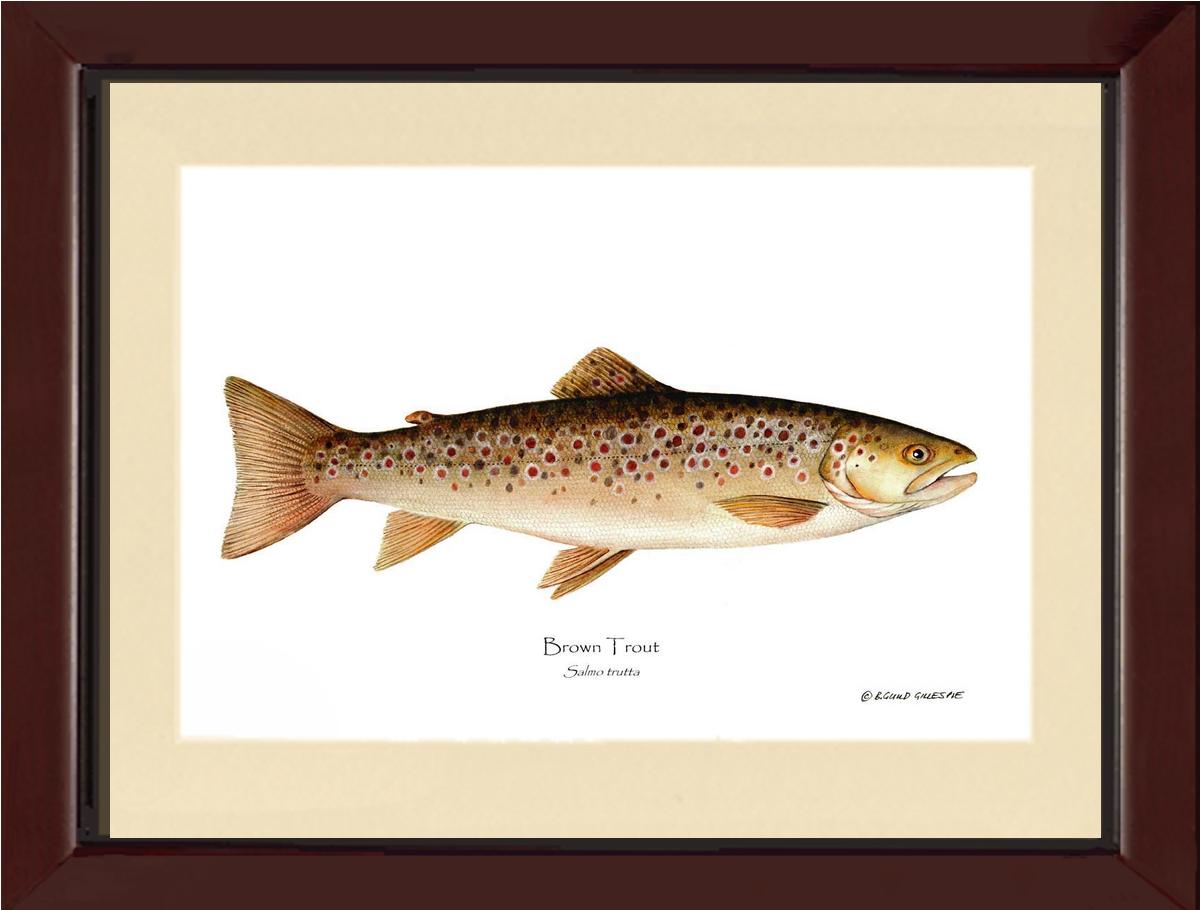 Brown Trout Salmo trutta | Wall Art Fish Print | Wall Art Fish Print