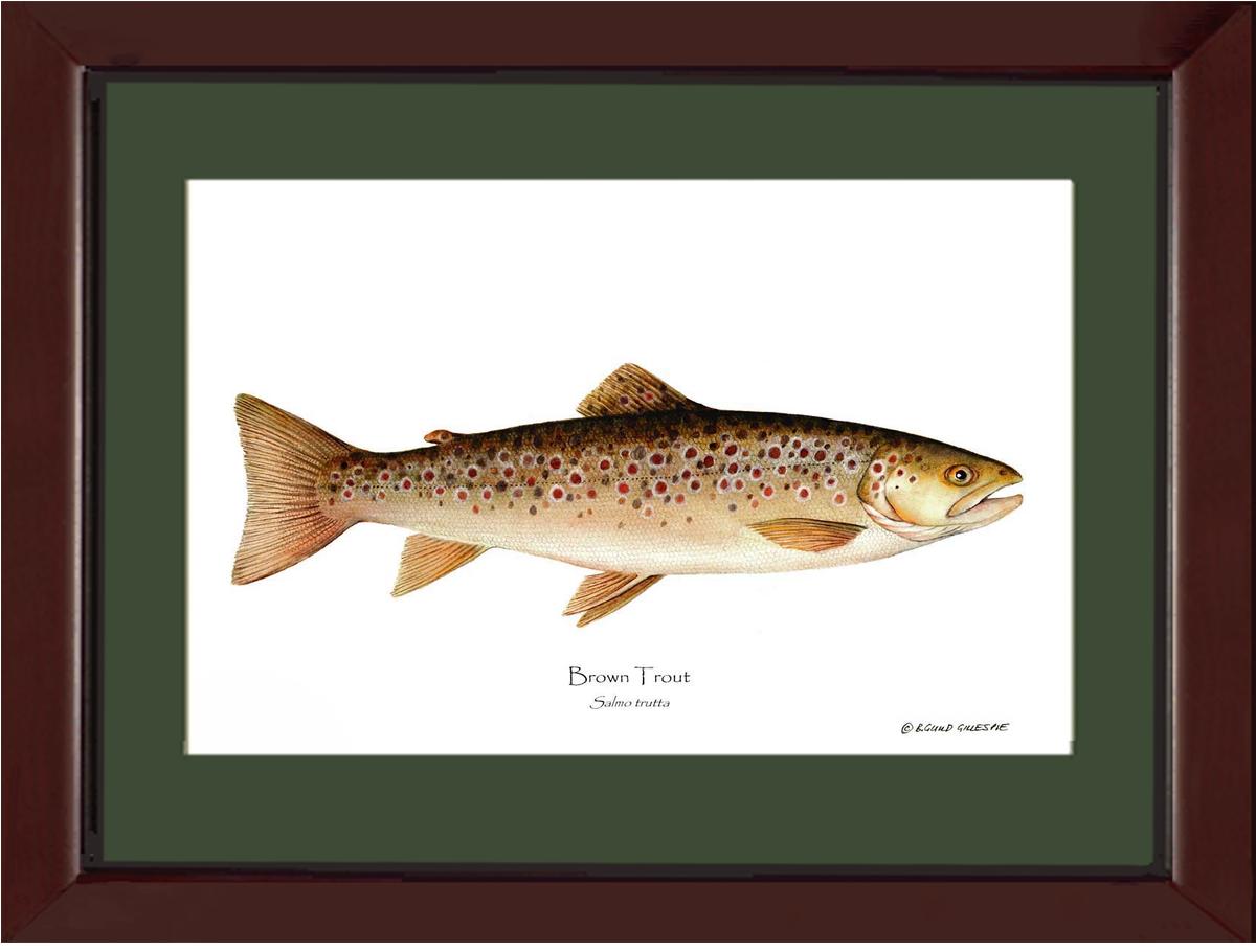 Brown Trout Salmo trutta | Wall Art Fish Print | Wall Art Fish Print