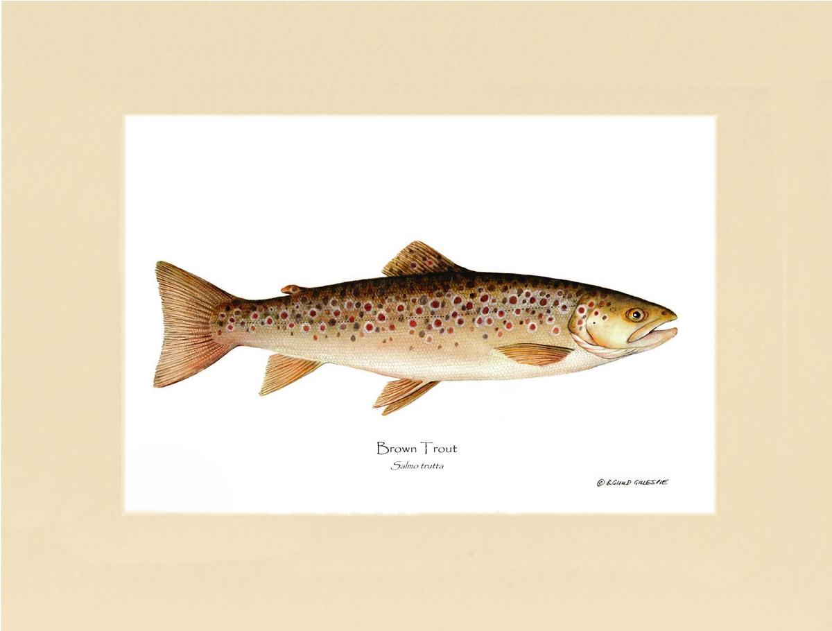 Brown Trout Salmo trutta | Wall Art Fish Print | Wall Art Fish Print
