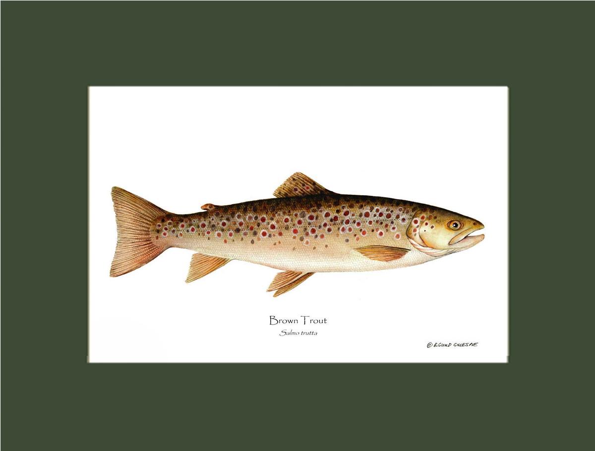 Brown Trout Salmo trutta | Wall Art Fish Print | Wall Art Fish Print