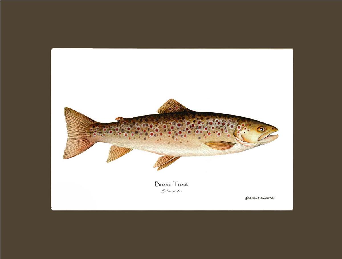 Brown Trout Salmo trutta | Wall Art Fish Print | Wall Art Fish Print