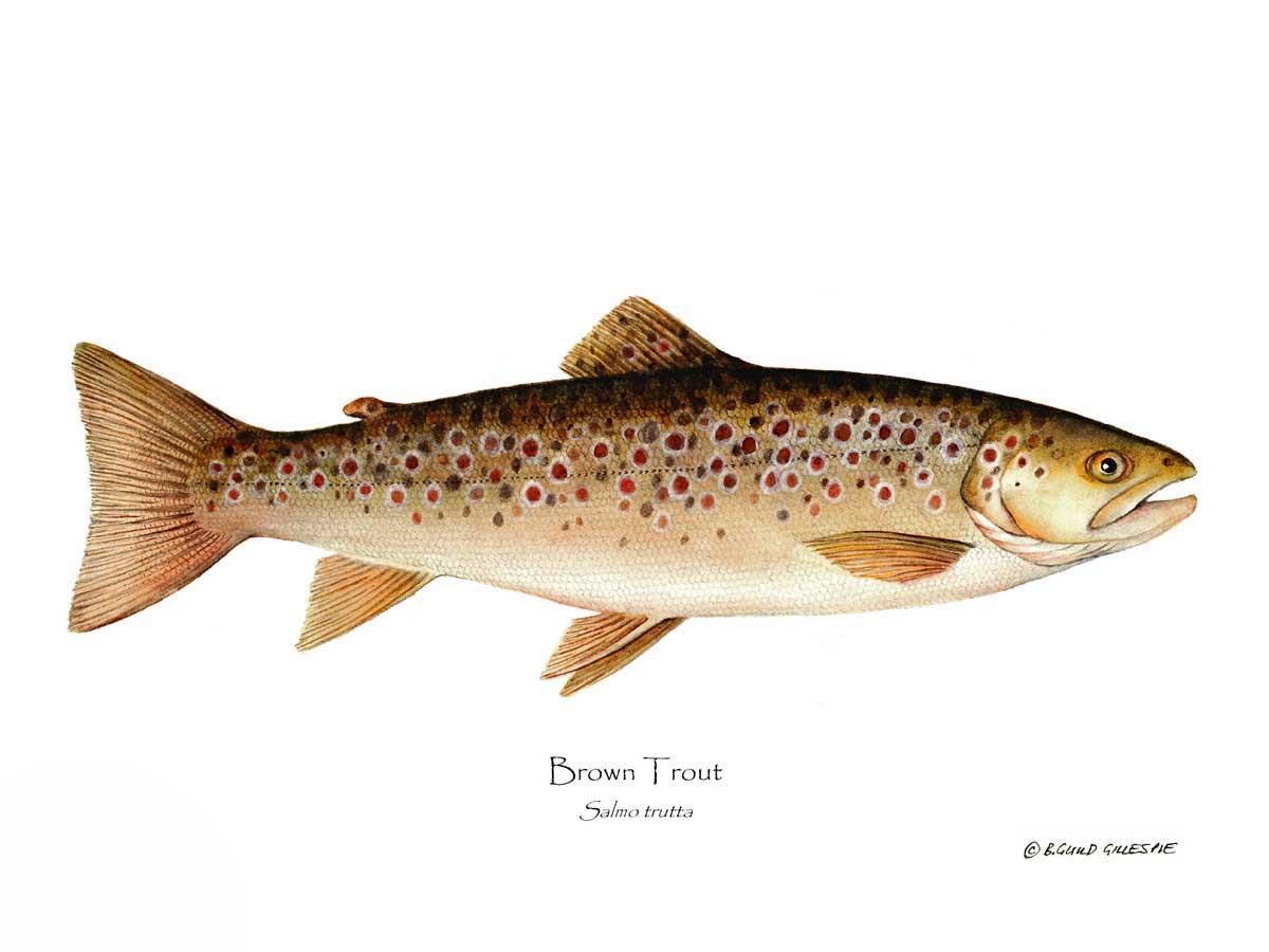 Brown Trout Salmo trutta | Wall Art Fish Print | Wall Art Fish Print