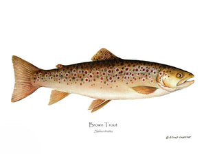 Fish Print: Brown Trout Salmo trutta