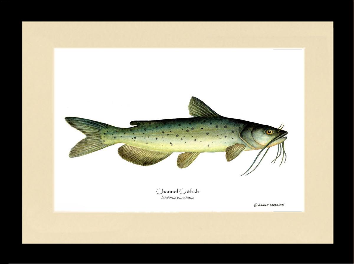 Channel Catfish Ictalurus punctatus | Wall Art Fish Print