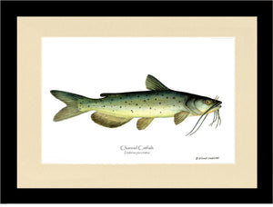 Channel Catfish Ictalurus punctatus