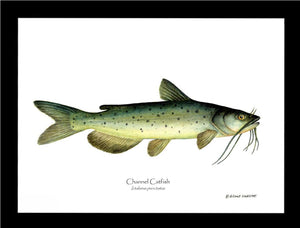 Channel Catfish Ictalurus punctatus