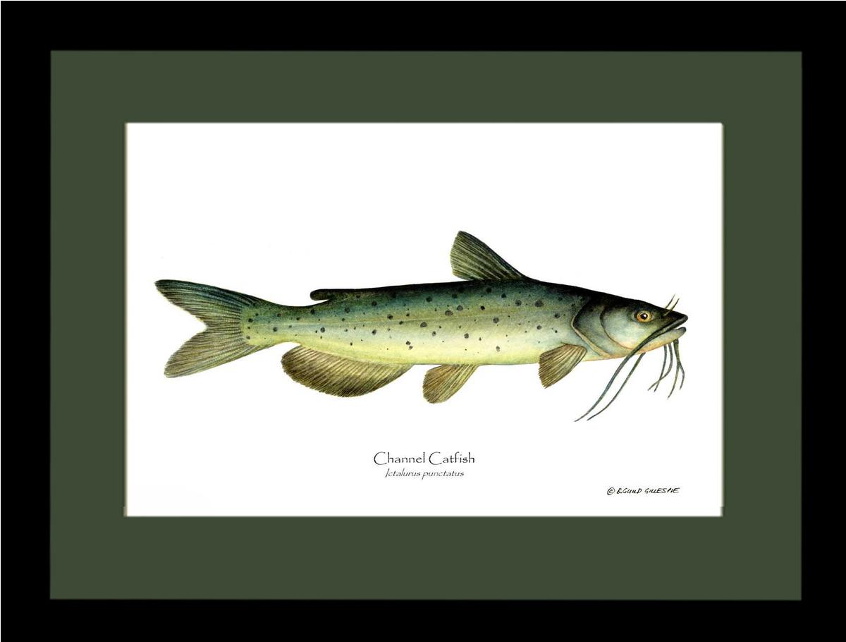 Channel Catfish Ictalurus punctatus | Wall Art Fish Print