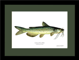 Channel Catfish Ictalurus punctatus
