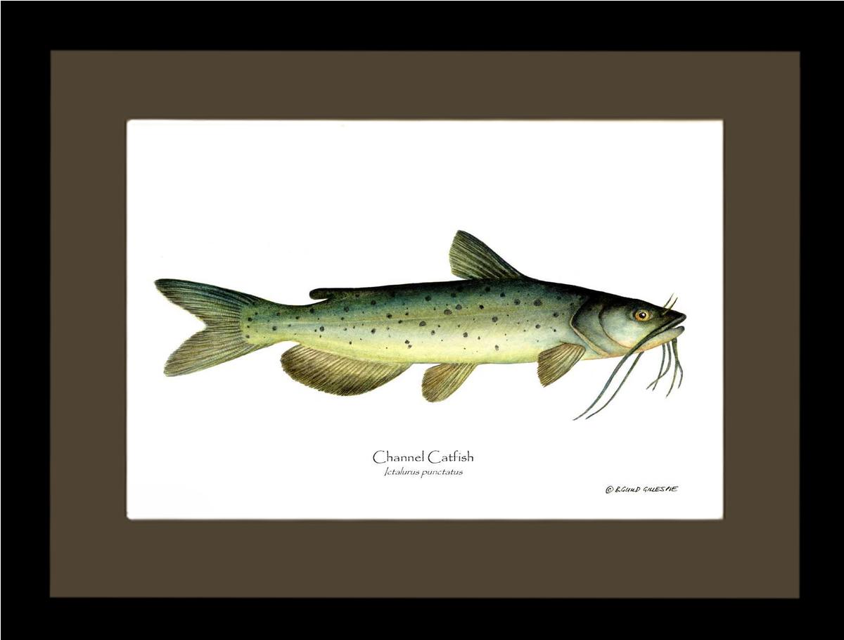 Channel Catfish Ictalurus punctatus | Wall Art Fish Print