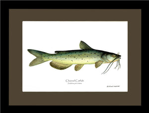 Channel Catfish Ictalurus punctatus