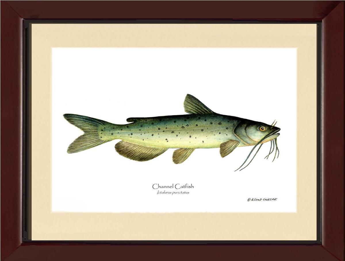 Channel Catfish Ictalurus punctatus | Wall Art Fish Print