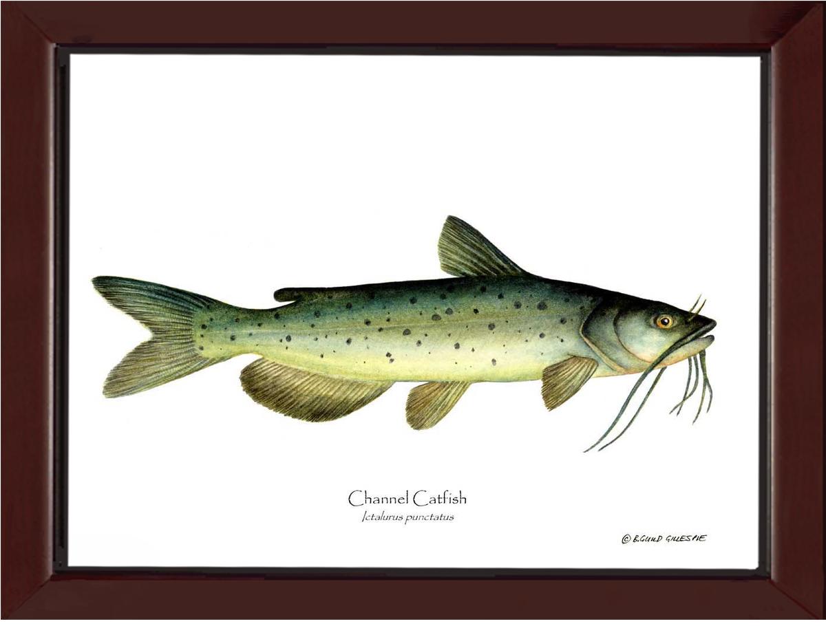 Channel Catfish Ictalurus punctatus | Wall Art Fish Print