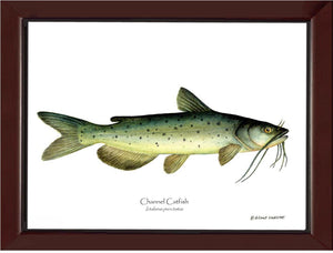 Channel Catfish Ictalurus punctatus