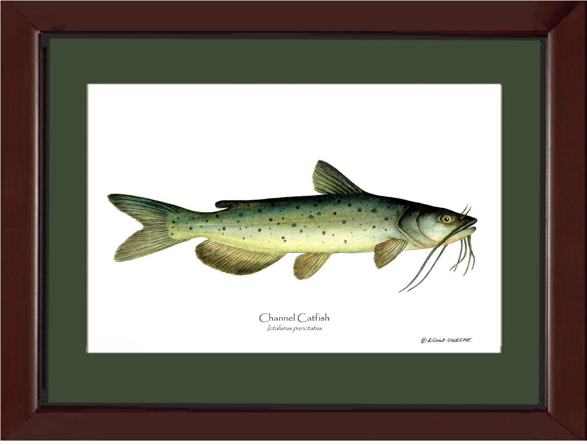 Channel Catfish Ictalurus punctatus | Wall Art Fish Print