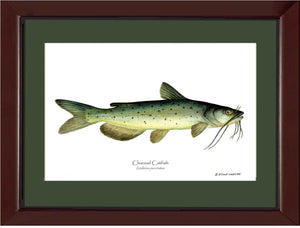 Channel Catfish Ictalurus punctatus