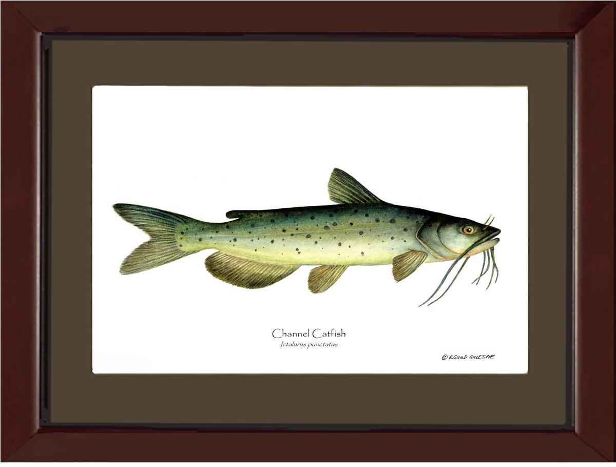 Channel Catfish Ictalurus punctatus | Wall Art Fish Print