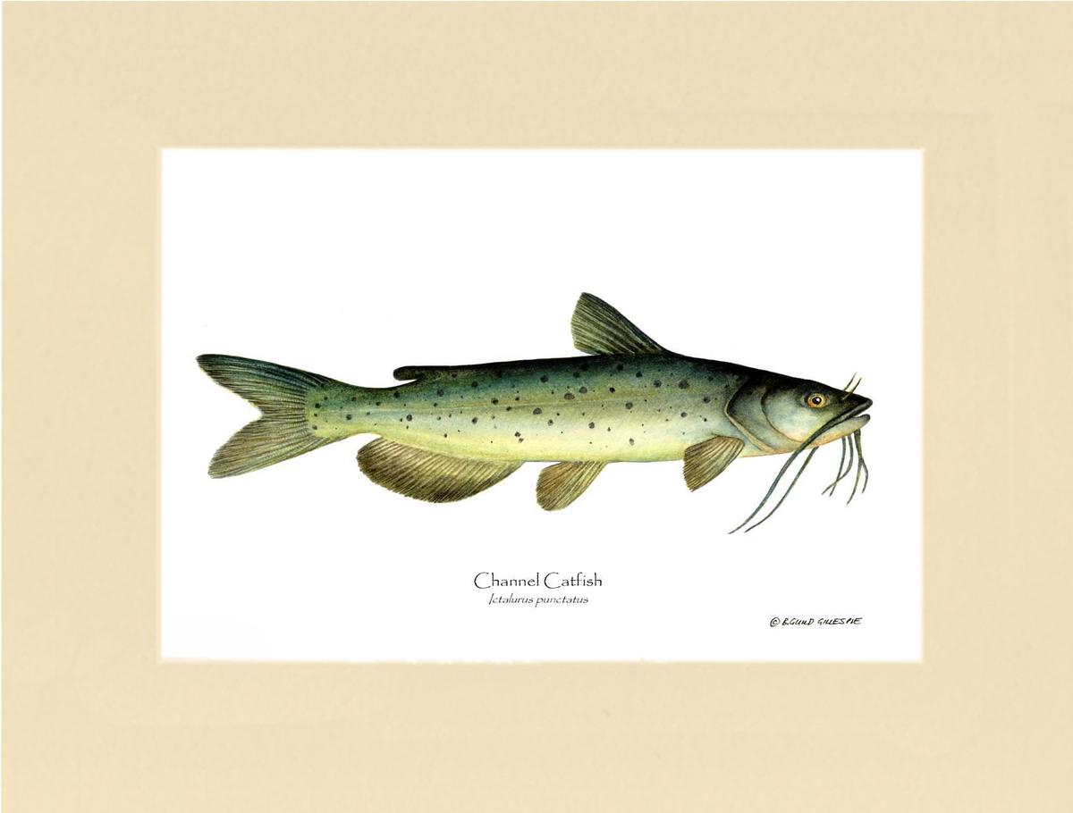 Channel Catfish Ictalurus punctatus | Wall Art Fish Print