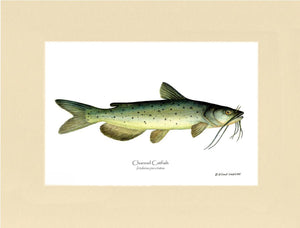 Channel Catfish Ictalurus punctatus