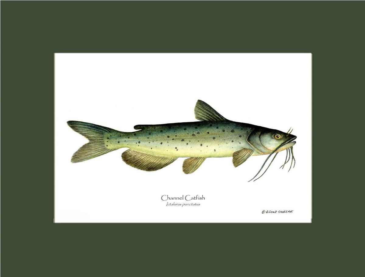 Channel Catfish Ictalurus punctatus | Wall Art Fish Print