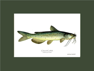 Channel Catfish Ictalurus punctatus