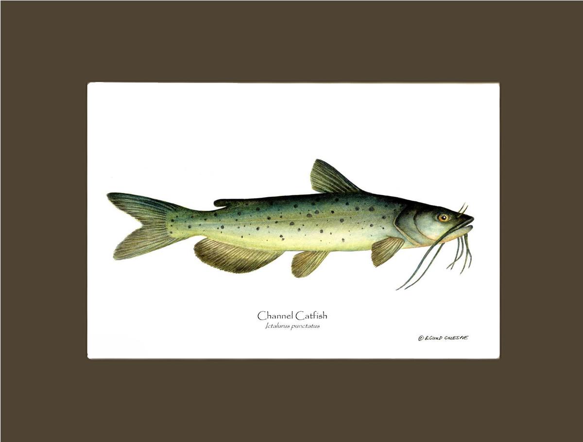 Channel Catfish Ictalurus punctatus | Wall Art Fish Print