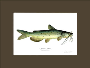 Channel Catfish Ictalurus punctatus