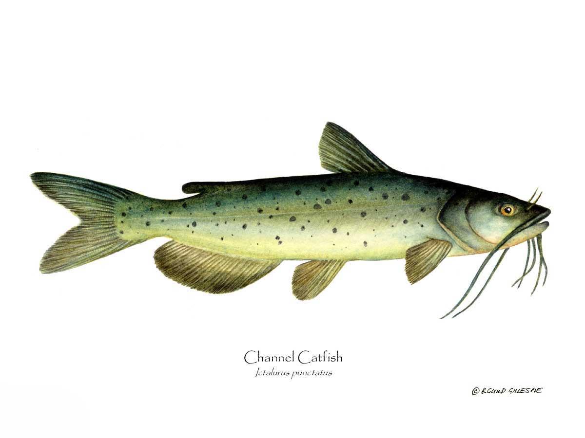 Channel Catfish Ictalurus punctatus | Wall Art Fish Print