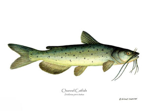 Fish Print: Channel Catfish Ictalurus punctatus